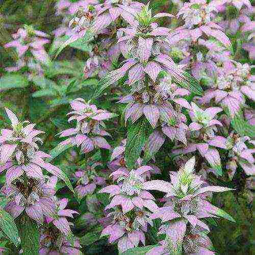 can monarda be grown as a houseplant