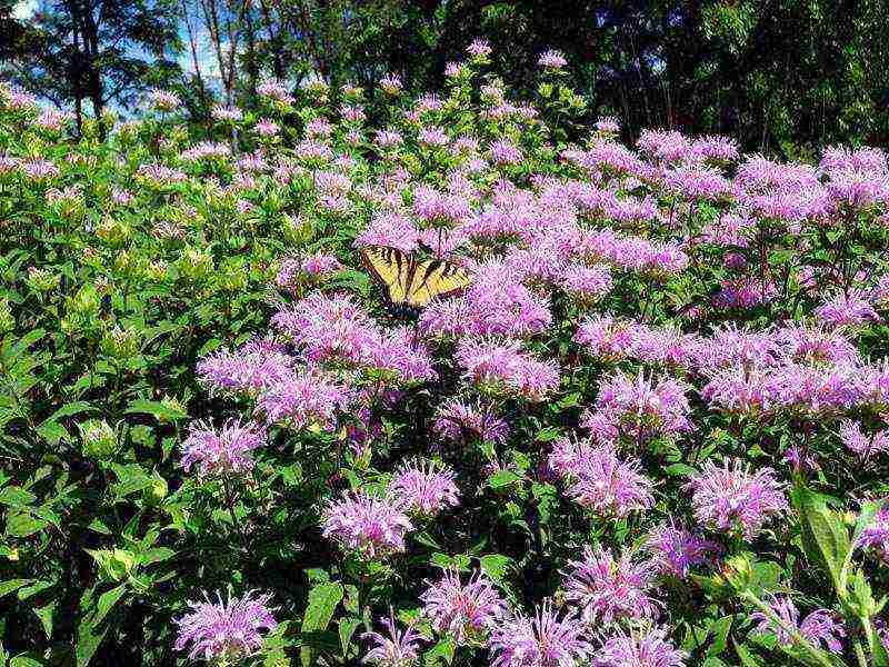 can monarda be grown as a houseplant