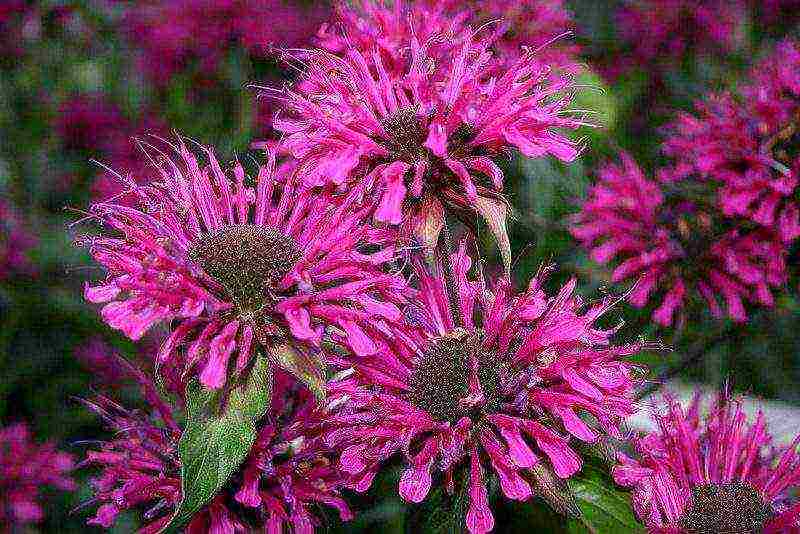 can monarda be grown as a houseplant