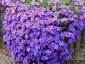 is it possible to grow aubrieta as a houseplant