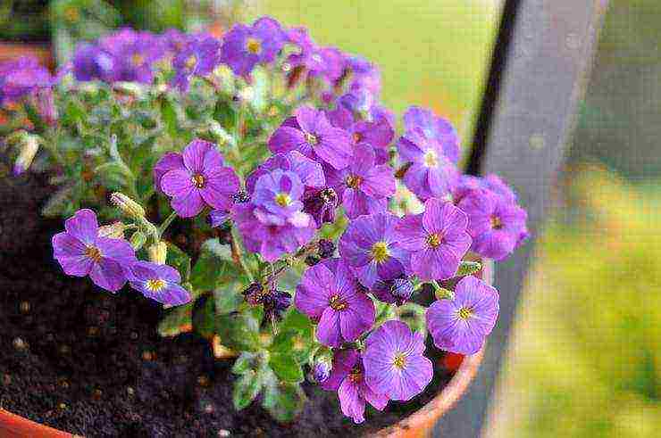 posible bang palaguin ang aubrieta bilang isang houseplant