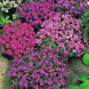 is it possible to grow aubrieta as a houseplant