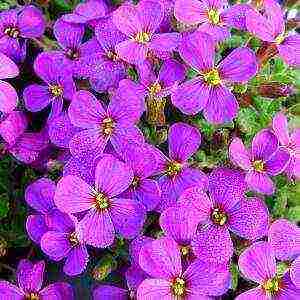 is it possible to grow aubrieta as a houseplant