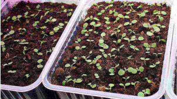 je li moguće uzgajati aubrietu kao sobnu biljku