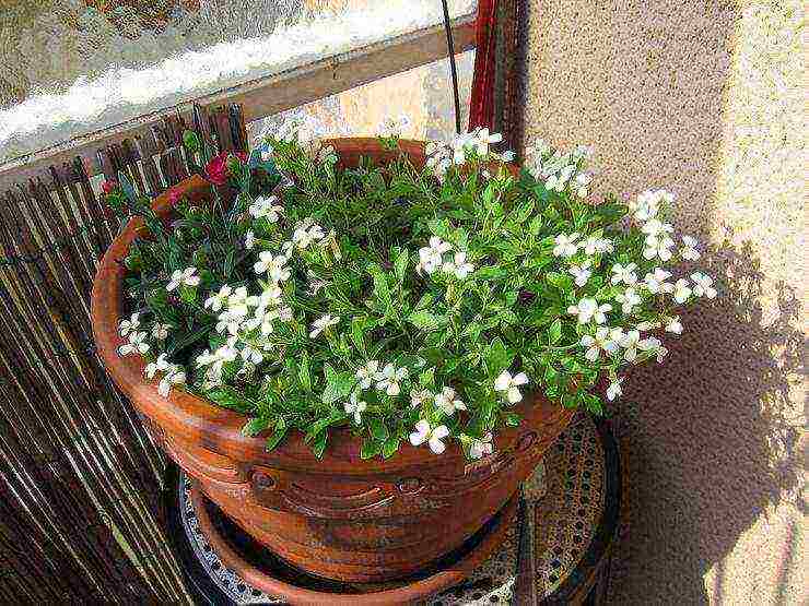 posible bang palaguin ang aubrieta bilang isang houseplant