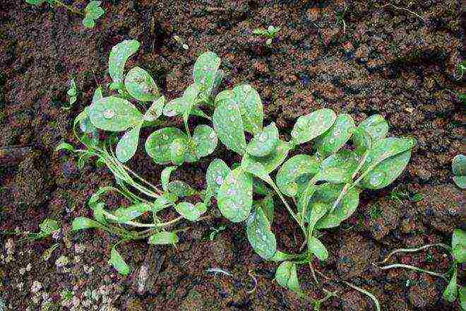 can platycodon be grown as a houseplant