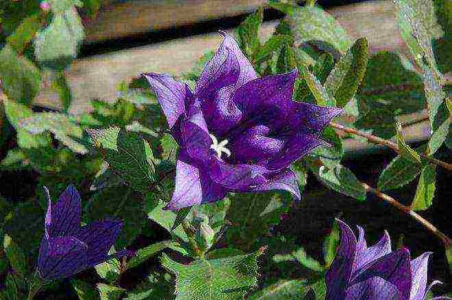can platycodon be grown as a houseplant