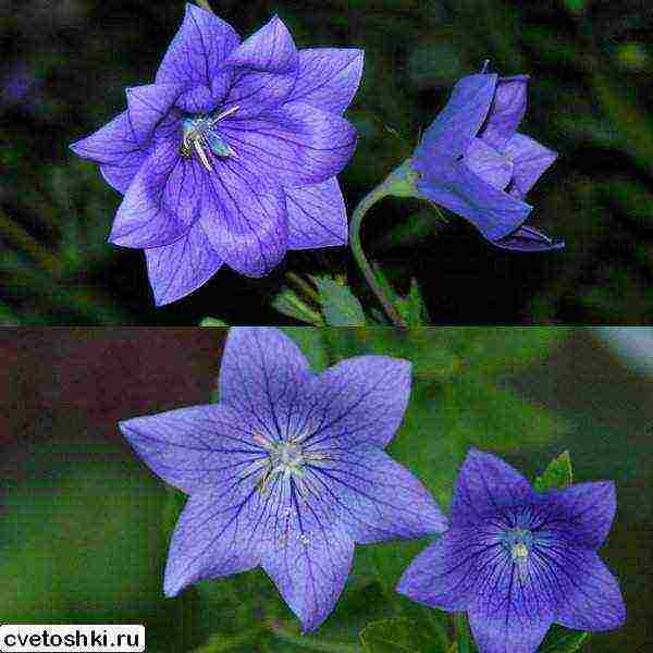 can platycodon be grown as a houseplant