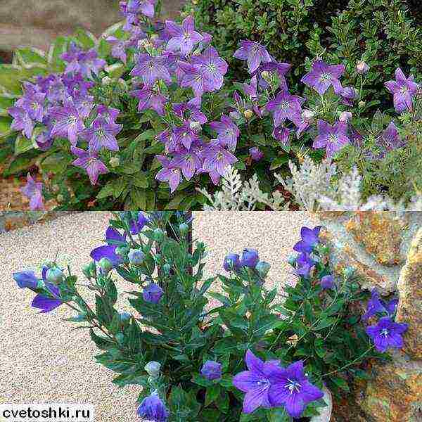 can platycodon be grown as a houseplant