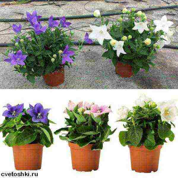 platycodon สามารถปลูกเป็น houseplant ได้หรือไม่?