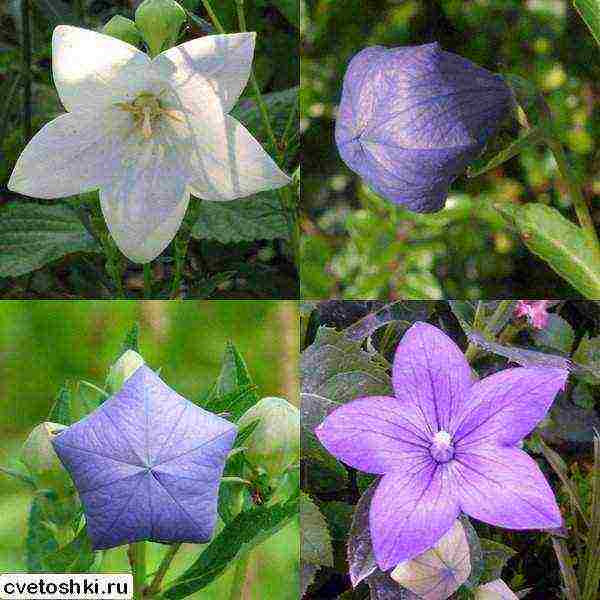 can platycodon be grown as a houseplant