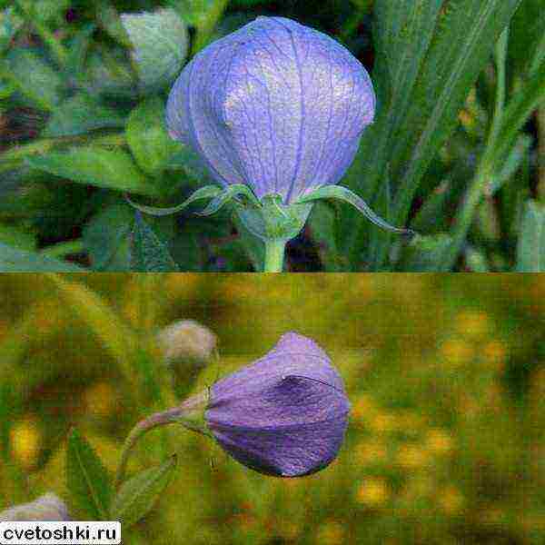 can platycodon be grown as a houseplant