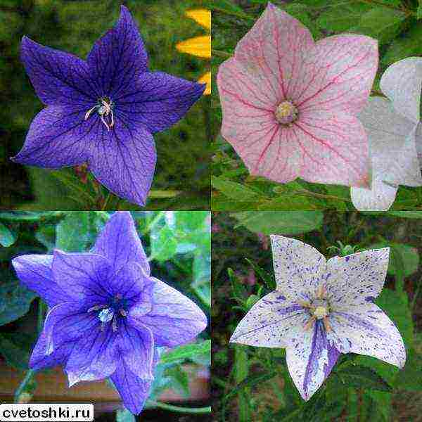 can platycodon be grown as a houseplant