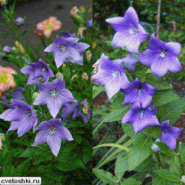 can platycodon be grown as a houseplant