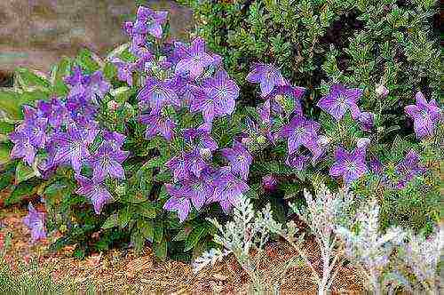 platycodon สามารถปลูกเป็น houseplant ได้หรือไม่?