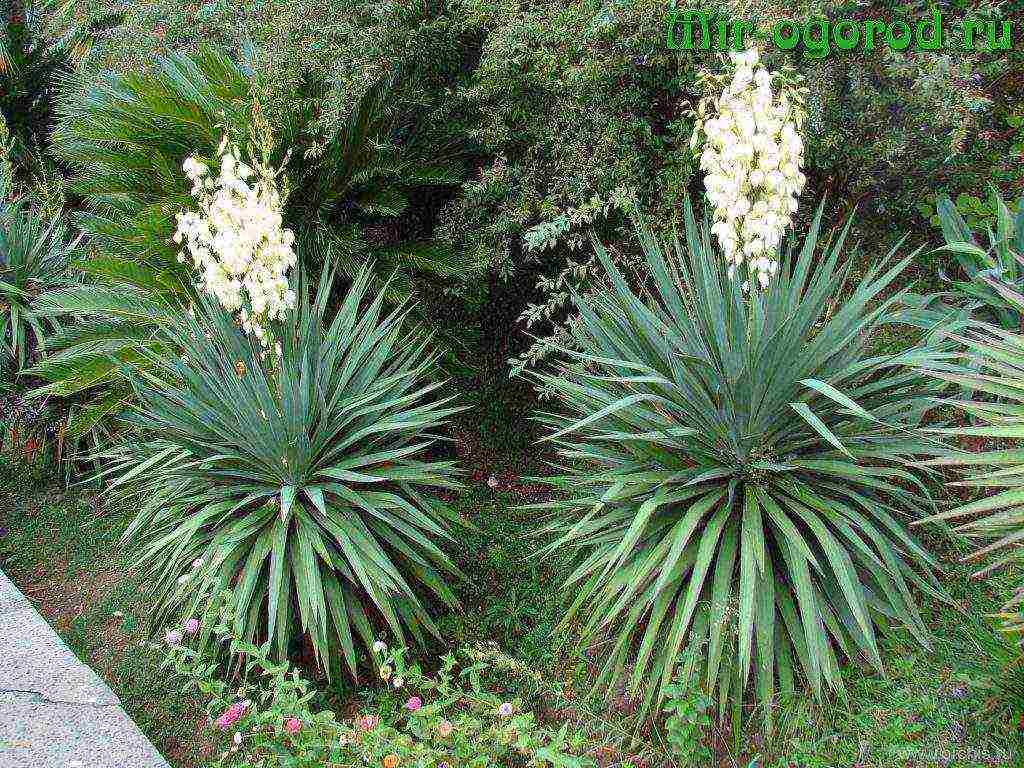 is it possible to grow a garden yucca at home