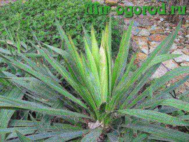 is it possible to grow a garden yucca at home