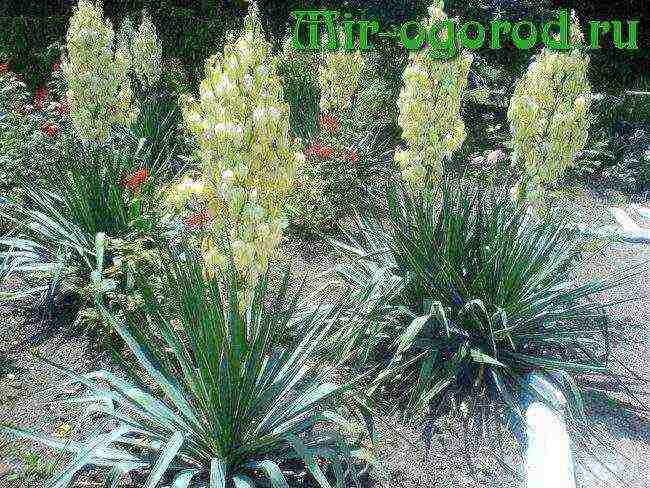 is it possible to grow a garden yucca at home