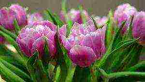 can tulips be grown at home as a home flower