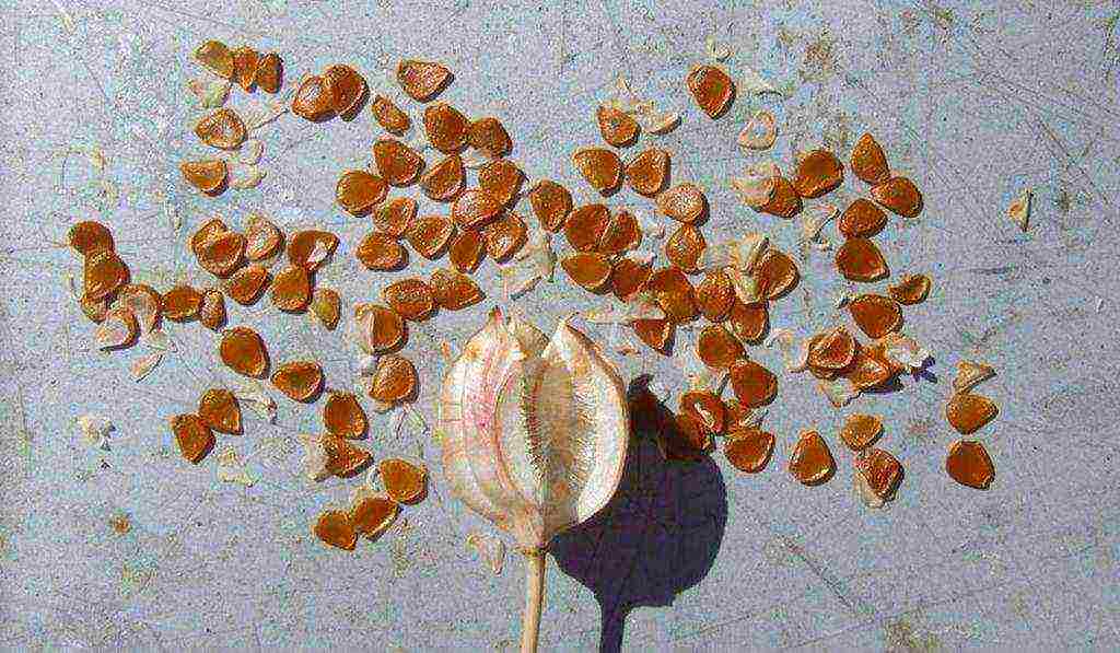 Maaari bang lumaki ang mga tulip sa bahay bilang isang bulaklak sa bahay