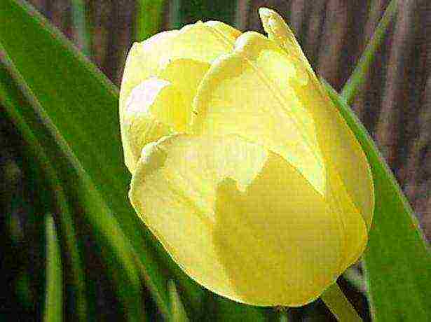 can tulips be grown at home as a home flower