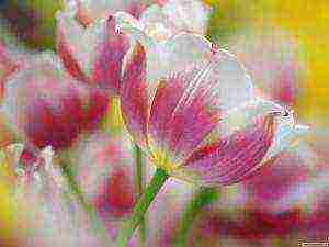 can tulips be grown at home as a home flower