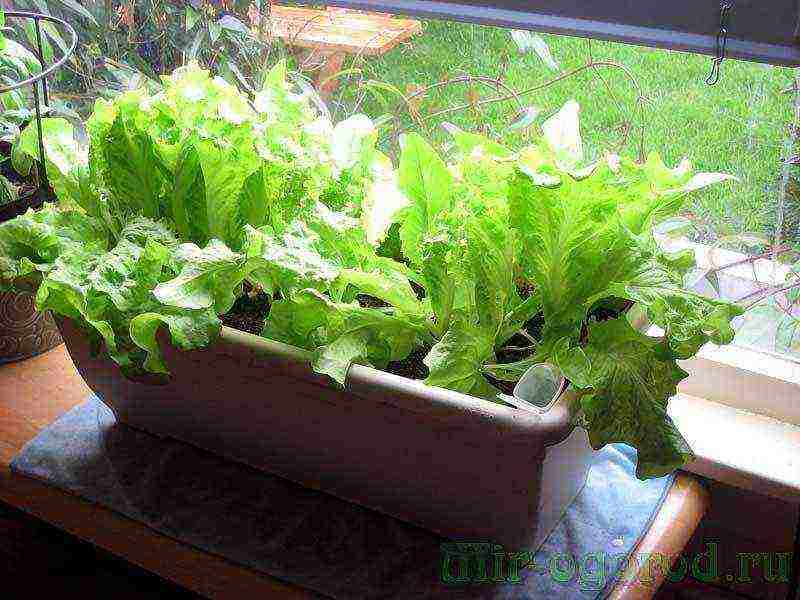is it possible to grow salad at home