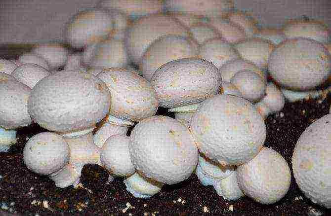 is it possible to grow mushrooms at home