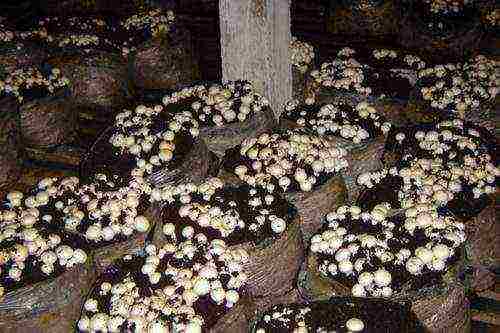 is it possible to grow mushrooms at home