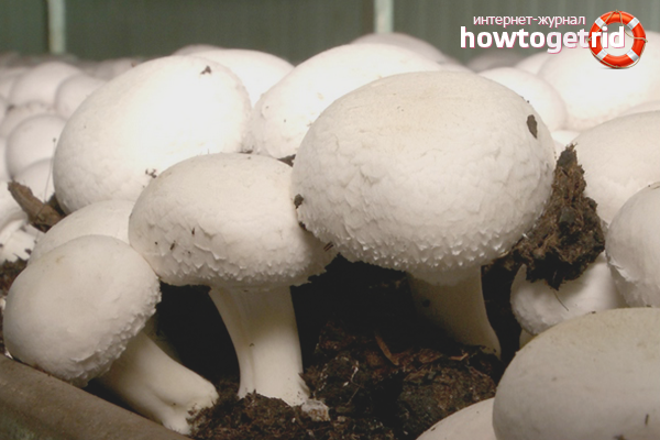 is it possible to grow mushrooms at home