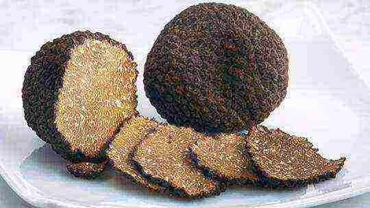 is it possible to grow truffles at home in