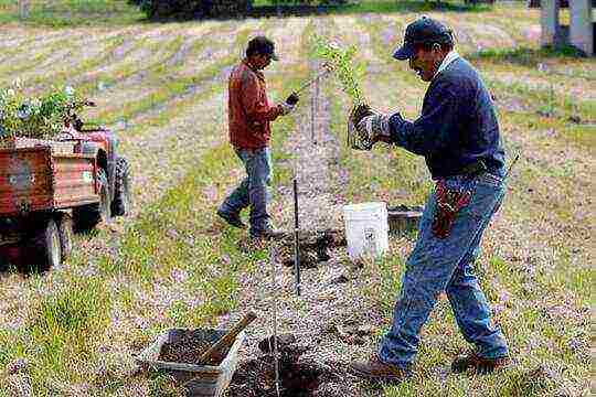 is it possible to grow truffles at home in