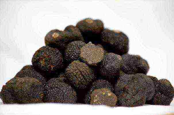 is it possible to grow truffles at home in