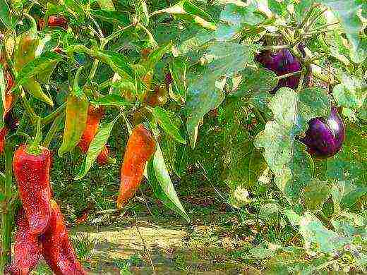 is it possible to grow peppers and eggplants in the same greenhouse