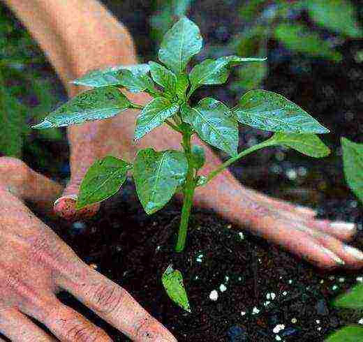 is it possible to grow peppers and eggplants in the same greenhouse