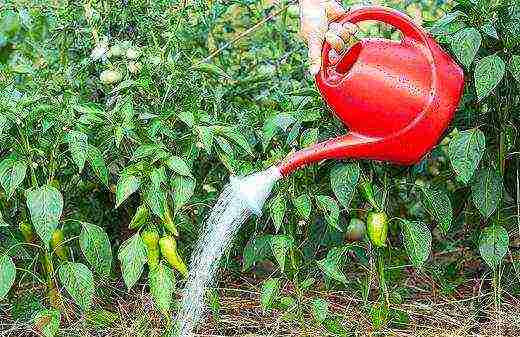 posible bang palaguin ang mga peppers at pipino sa parehong greenhouse