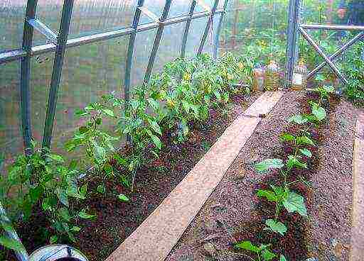 posible bang palaguin ang mga peppers at pipino sa parehong greenhouse