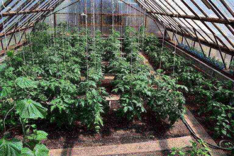 is it possible to grow peppers and tomatoes in the same greenhouse