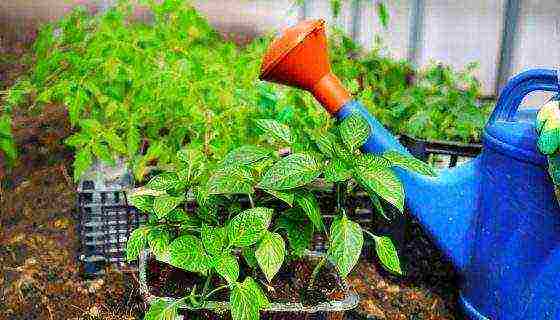 posible bang palaguin ang mga peppers at kamatis sa parehong greenhouse