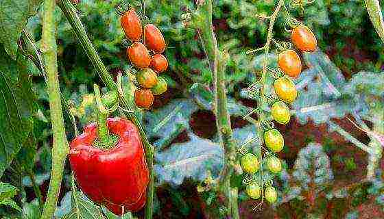 is it possible to grow peppers and tomatoes in the same greenhouse