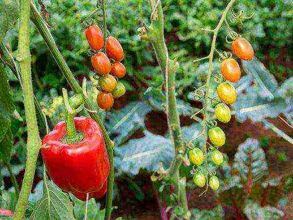 posible bang palaguin ang mga peppers at kamatis sa parehong greenhouse