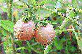 posible bang palaguin ang mga peppers at kamatis sa parehong greenhouse