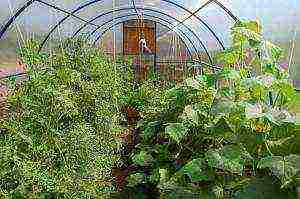 is it possible to grow peppers and tomatoes in the same greenhouse