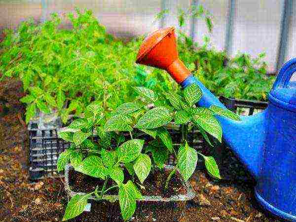 هل من الممكن زراعة الطماطم والفلفل في نفس الدفيئة