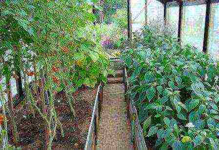 is it possible to grow tomatoes and peppers in the same greenhouse