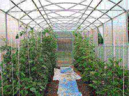 is it possible to grow tomatoes and peppers in the same greenhouse