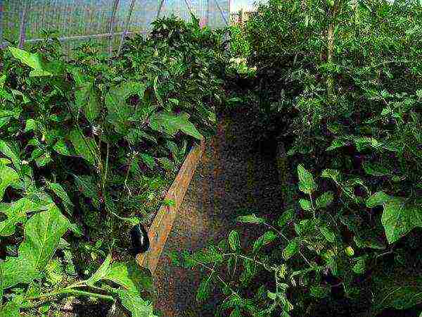 هل من الممكن زراعة الطماطم والفلفل في نفس الدفيئة