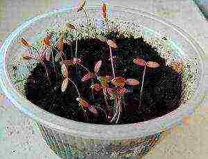 is it possible to grow amaranth at home