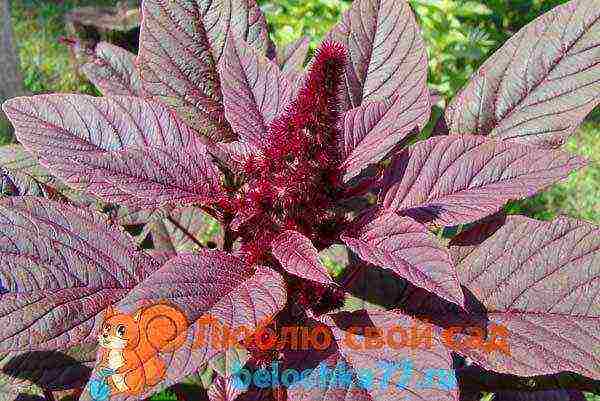 is it possible to grow amaranth at home