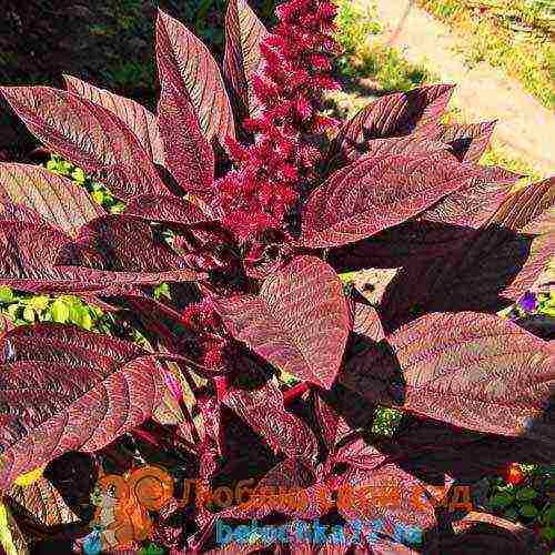 is it possible to grow amaranth at home